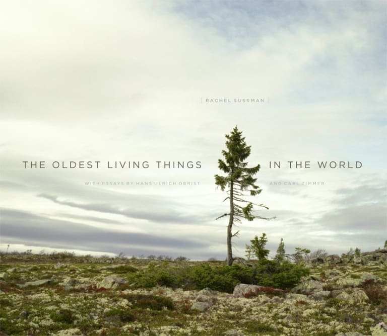 The cover of a book entitled "the oldest living thing in the world" featuring a tundra landscape and a single tall tree with broken branches,