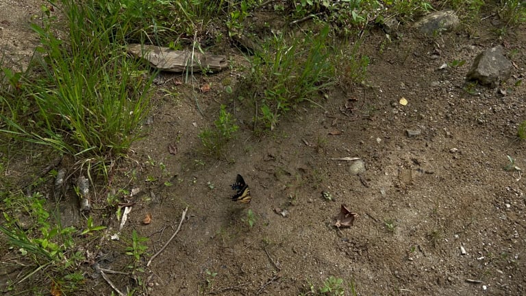 Photographic image of the ground from above, with a butterfly in the center.