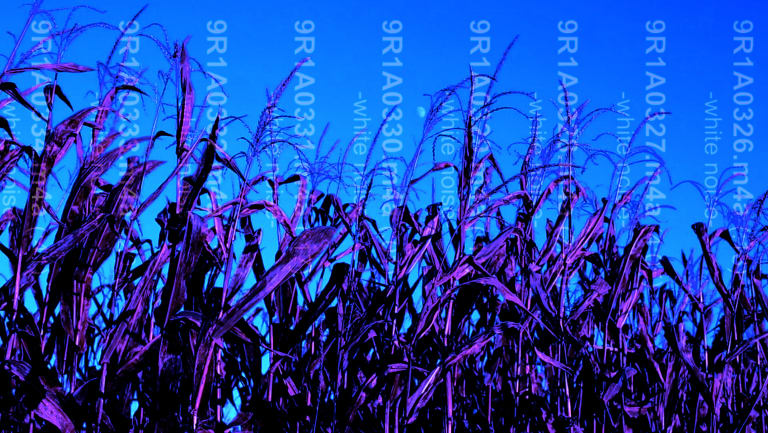 field of purple weeds against a blue background.