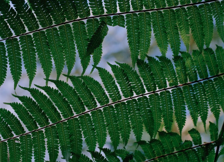 A close-up photograph of thin, leafy branches with intricate patterns. Two leaves are bent to the side, exposing the sky behind the branch.