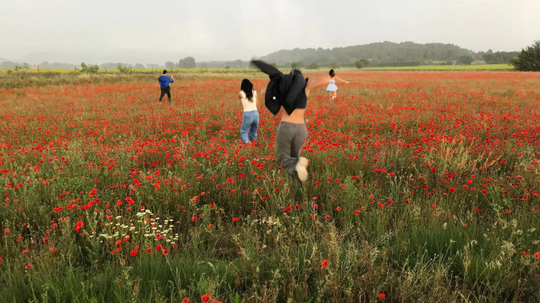 A picture of a wide field of red flowers, with four people running around in it with their backs turned to the camera.