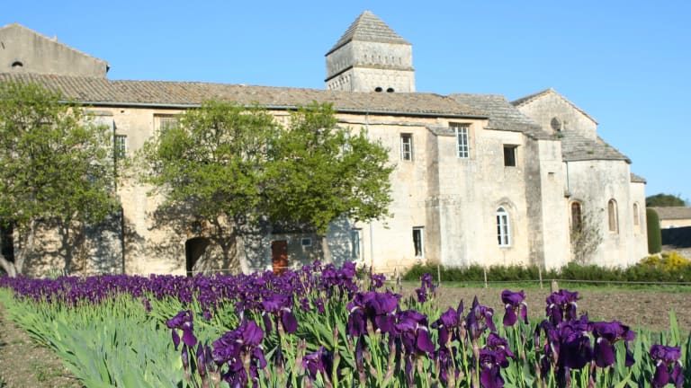 A field of irises outside the historic Monastery of Saint-Paul de Mausole