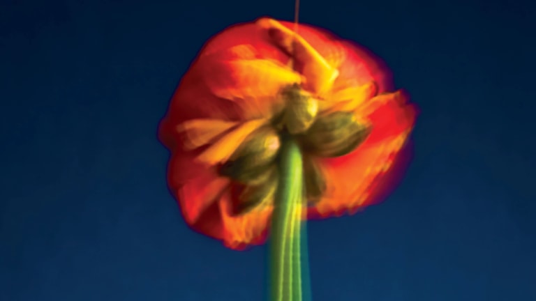 Poster showing blurred image of the underside of a flower on a blue background.