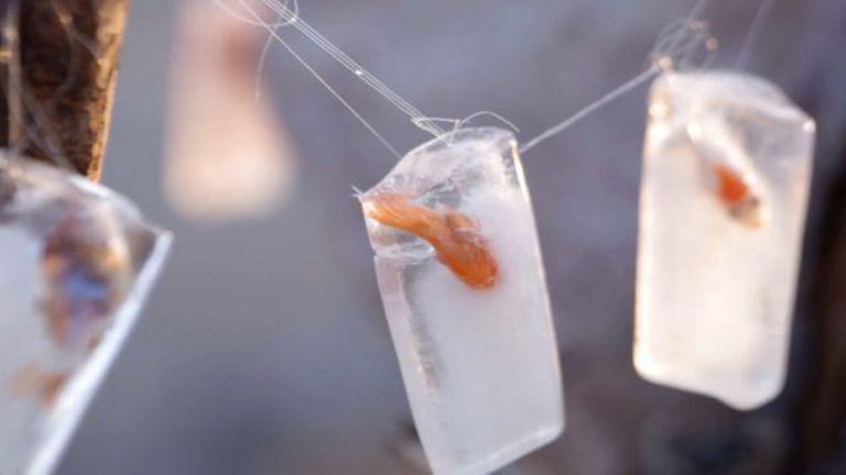 A freezed fish