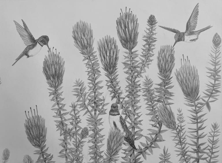 A graphite drawing of many plants with birds feeding and sitting about the flowers.