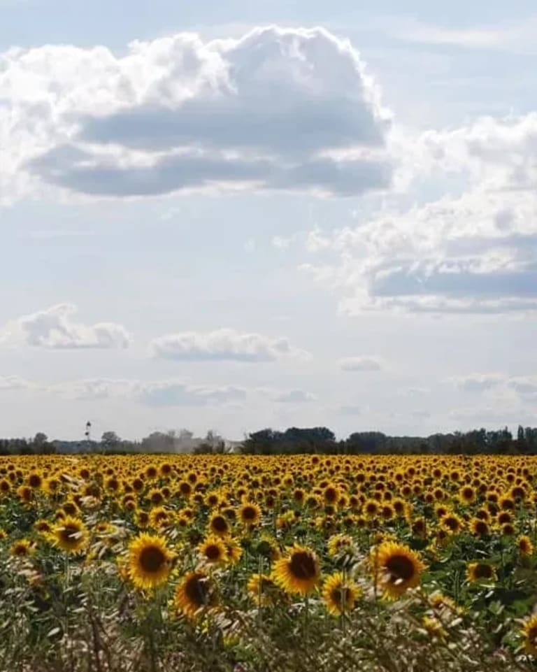 field of sunflowers