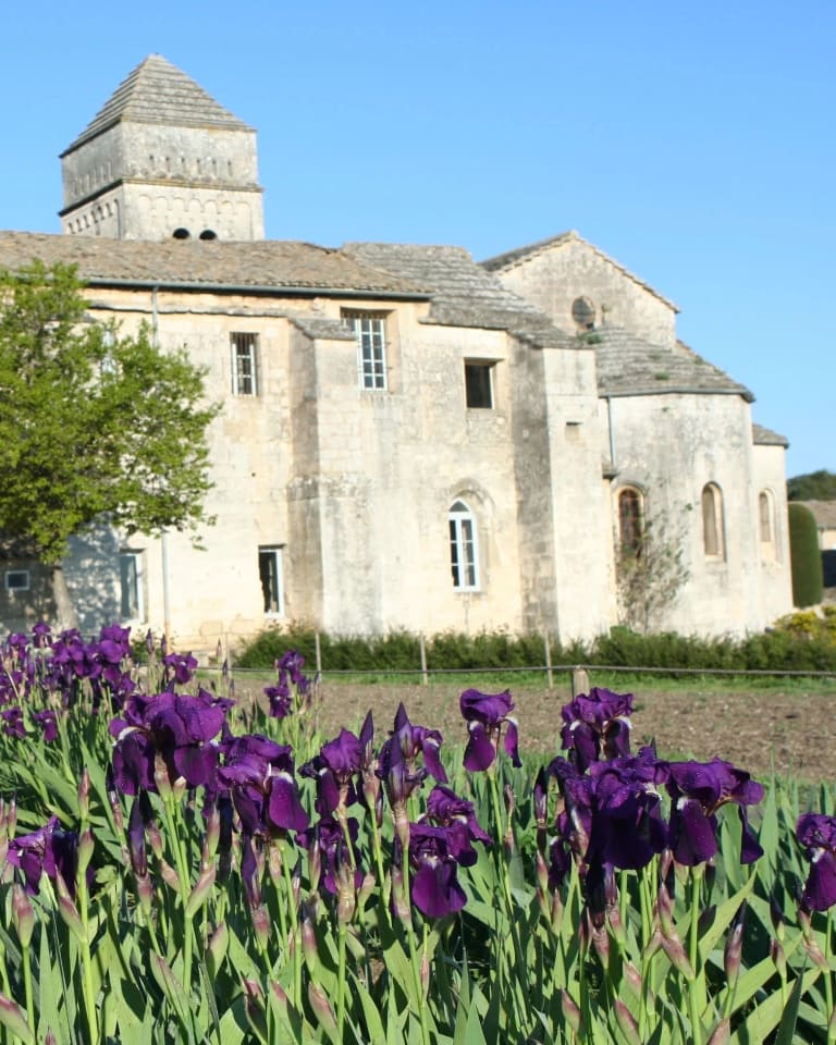 A field of irises outside the historic Monastery of Saint-Paul de Mausole