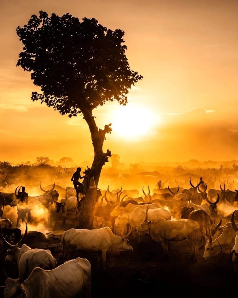 A young Mundari boy climbs up a tree at sunset in a cattle camp in northern South Sudan. 