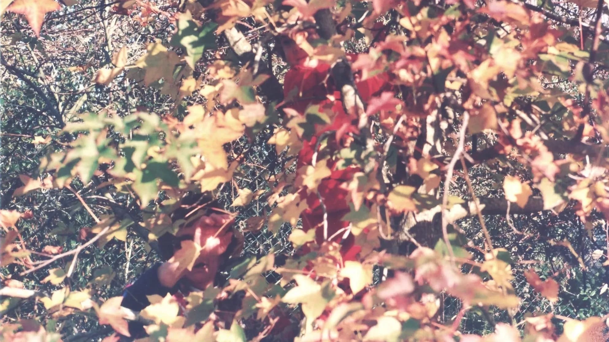 Image of leaves on grass