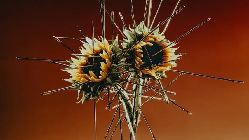 A color photograph of Two sunflowers hover mid-air, their centers skewered by dozens of sewing needles that radiate outward like spokes, set before a warm brown gradient.