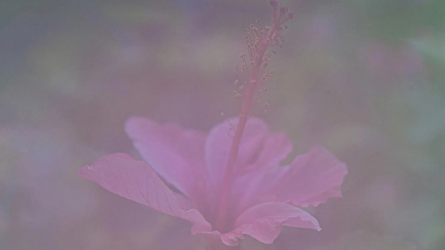 Amidst the hazy mist, a pink flower nestled within the verdant leaves.