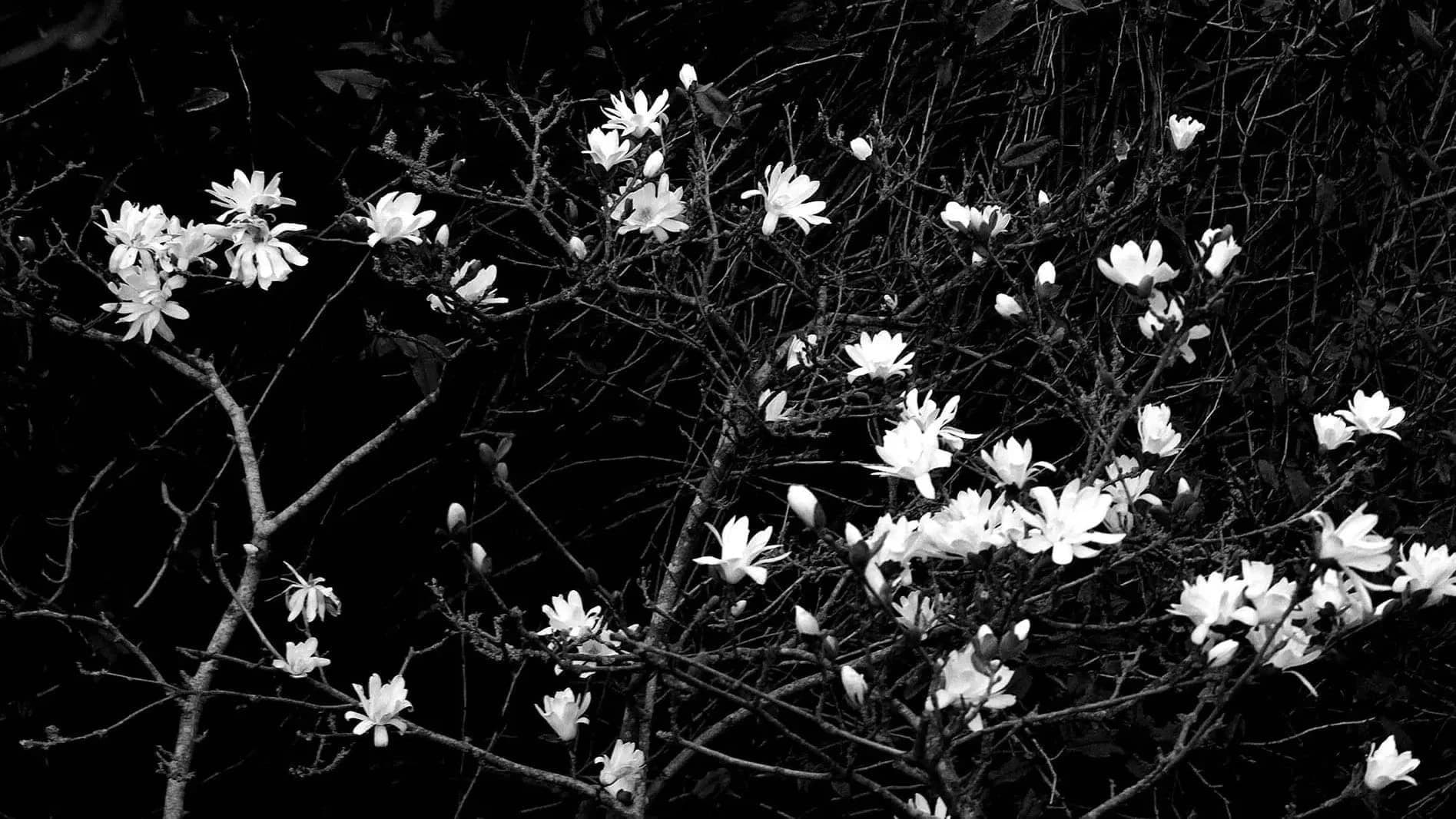 A black and white photograph of flowers blooming on a tree