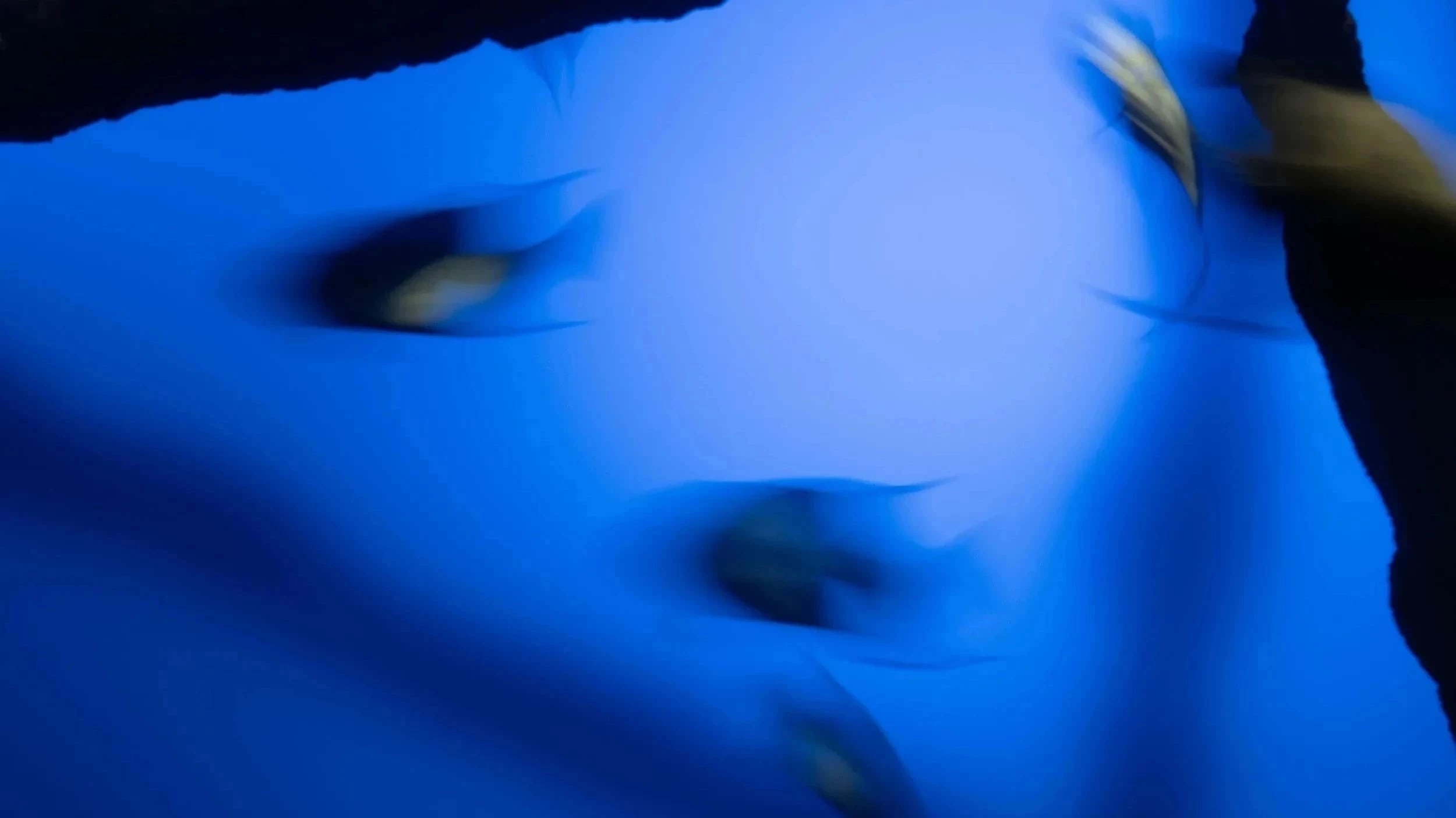 Fishes in the aquarium. The image is blurry.