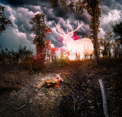 An image of a deer in a forest.