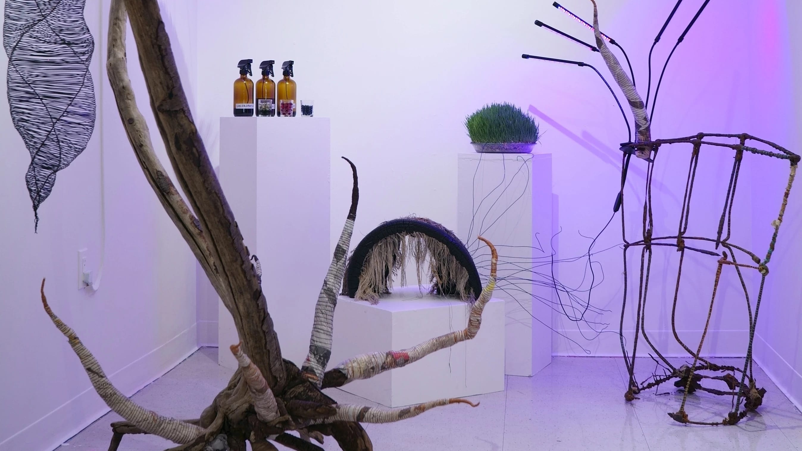 An artist's studio filled with sculpture made from natural materials. The white walls are cast with a violet light.