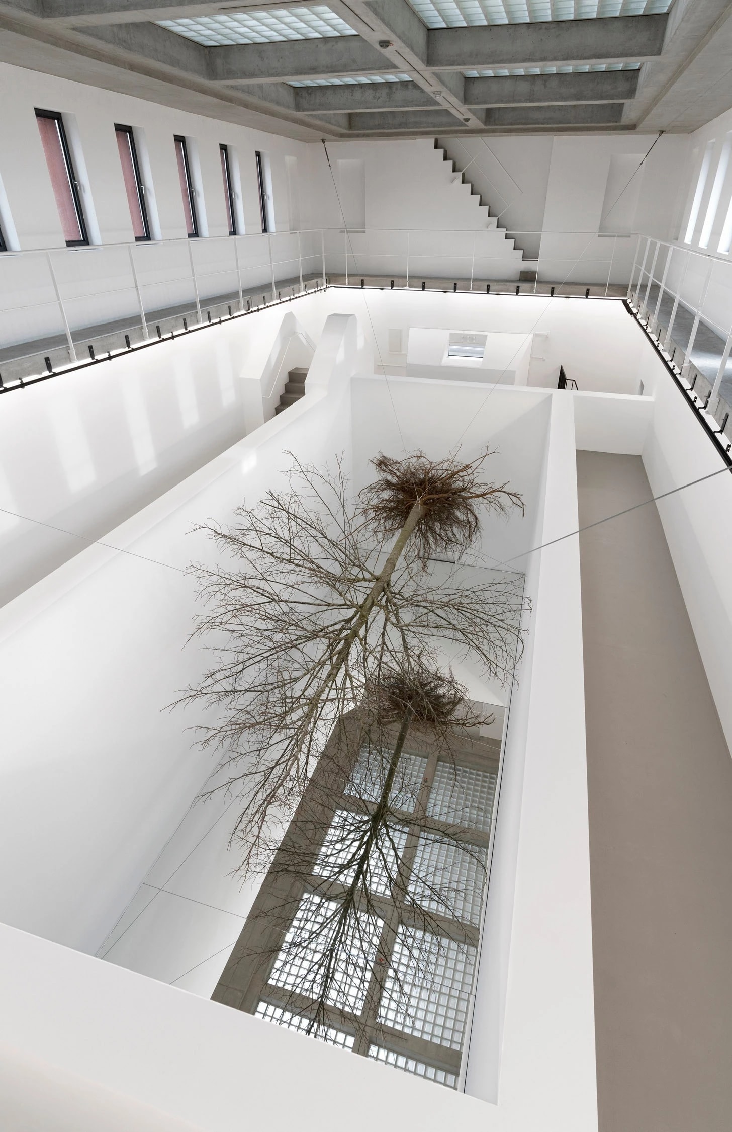 A photograph of an art exhibition installation, in which two leafless and uprooted trees are hung horizontally in the middle of a large and spare room.