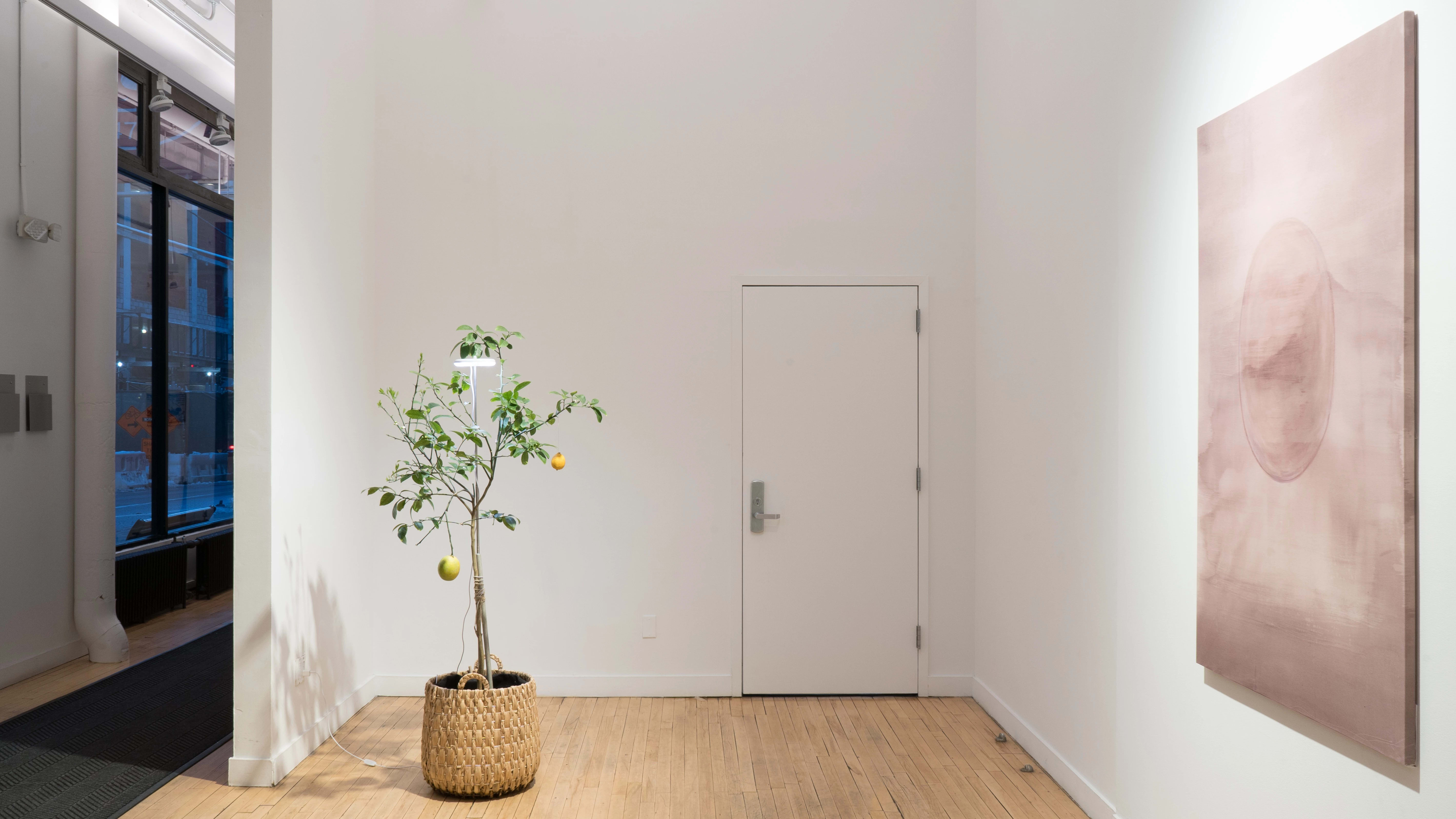 Alternate view of the alcove space at the Flatiron Gallery. The mauve painting hangs to the right, and a small lemon tree in a woven basket sits on the floor with a light bulb attached.
