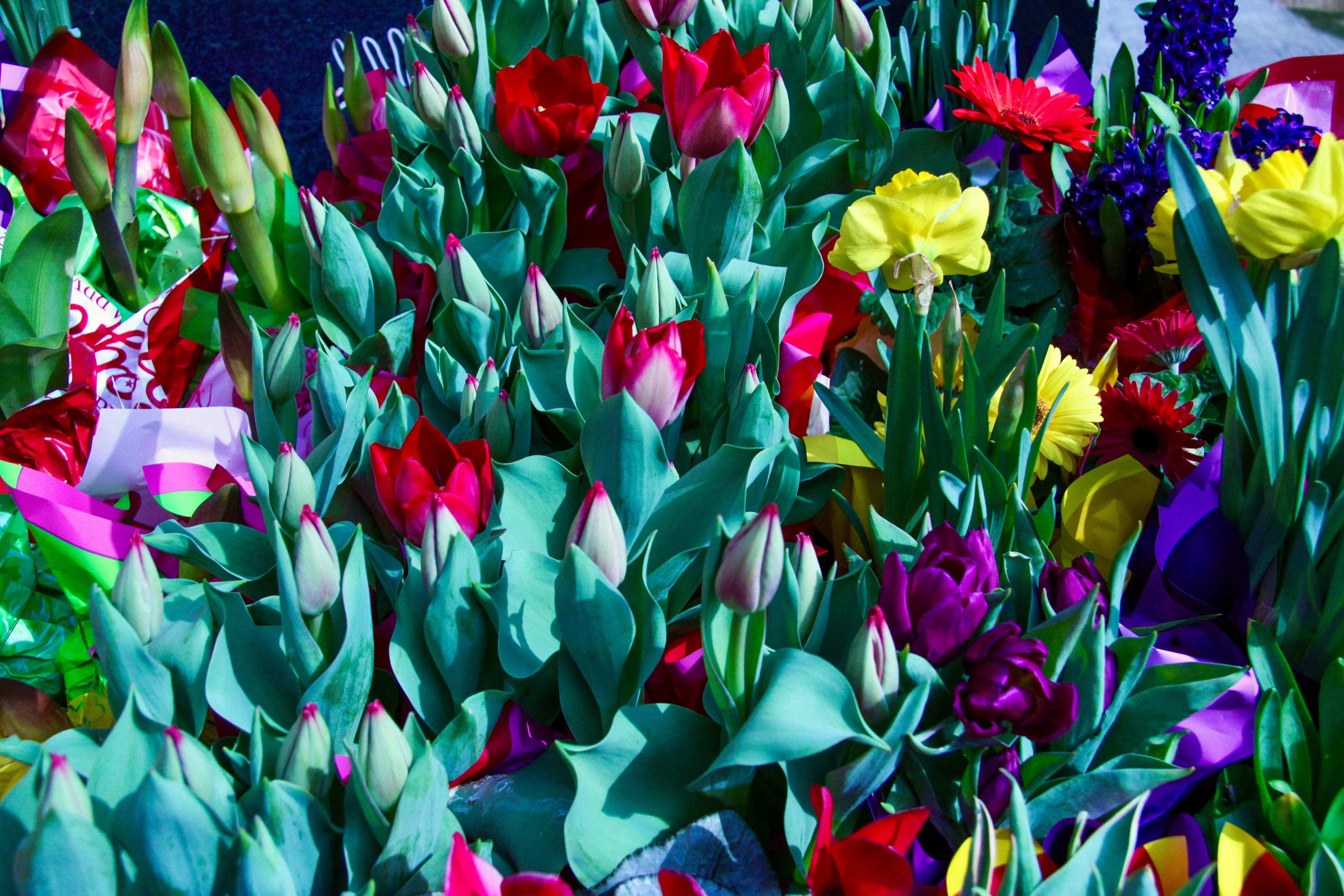 While the yellow flowers may have rich golden hues or brighter, sunnier tones, and the hot red standing out the, purple flourishes may be deep violet or gentle lavender. When combined, they produce a beautiful yet surprising sight that creates emotions of joy and peace.