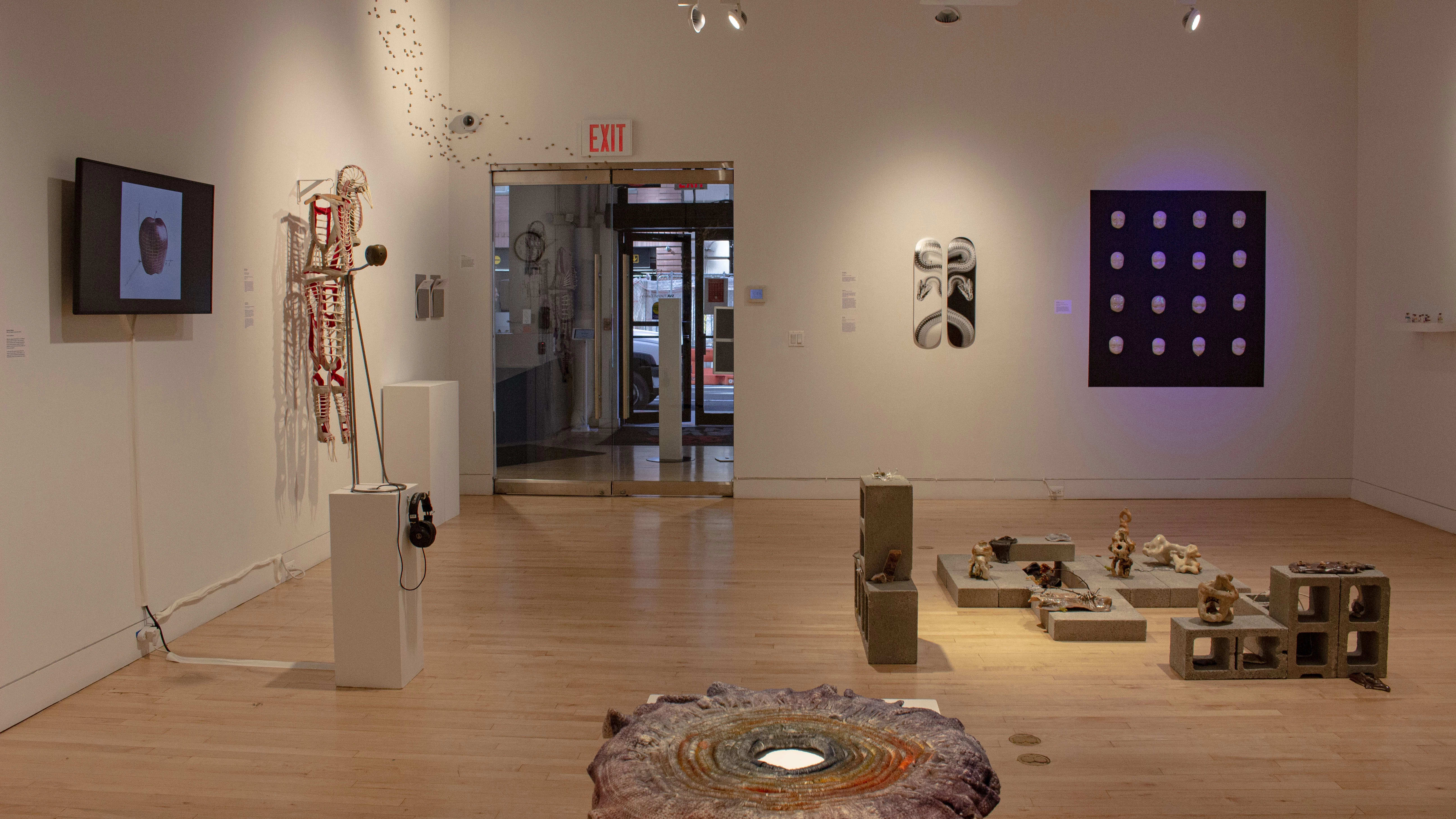 A photograph of "Darwin's Paradox: A Decade of Bio Art" exhibition at SVA Flatiron Gallery, featuring work by BFA Fine Arts students, alumni and visiting artists.