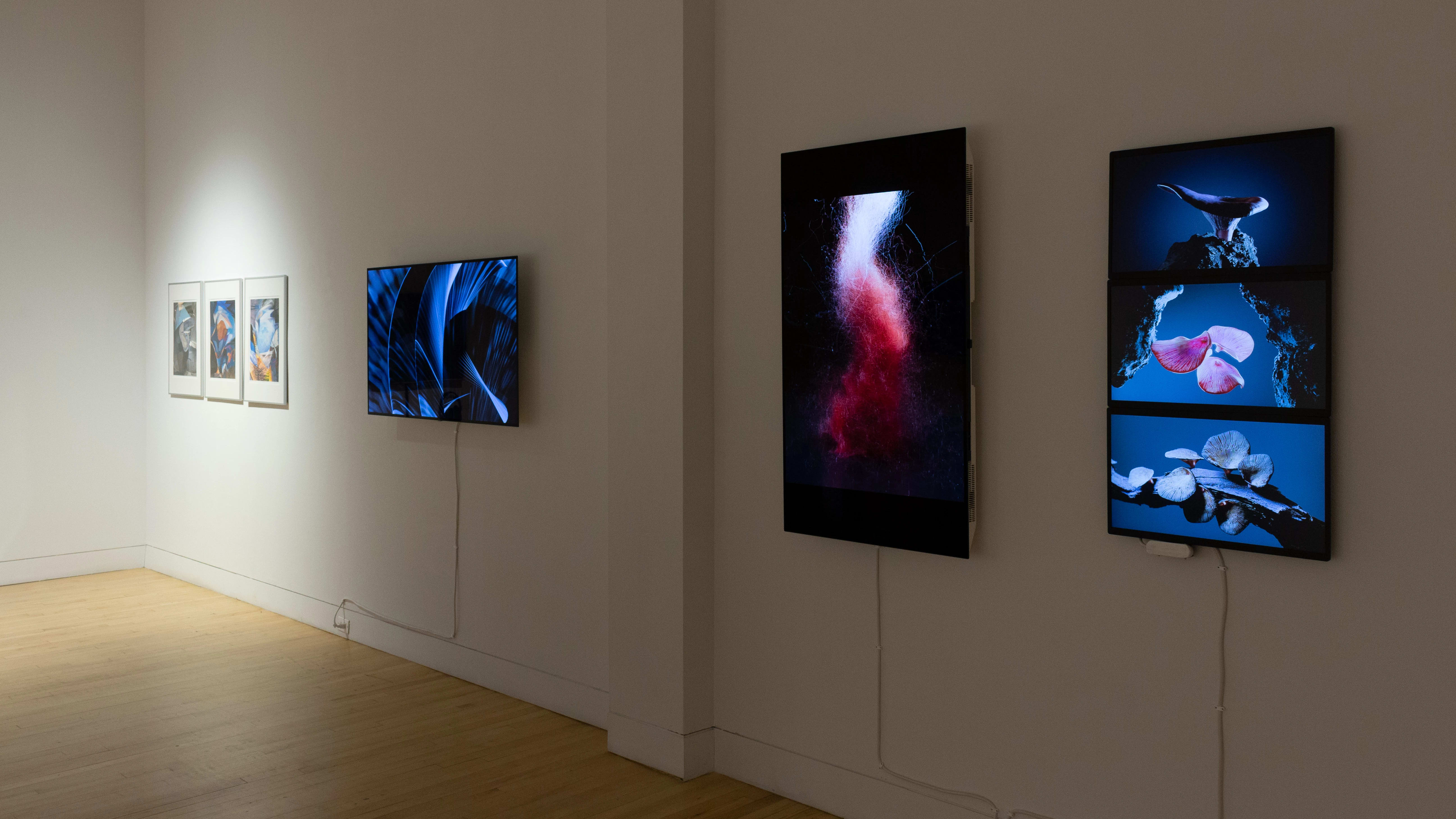Across one wall, there are three monitors (two vertical, one horizontal) and a group of three framed images. The framed images and two monitors show abstract shapes, while one monitor shows close-up pictures of fungi.