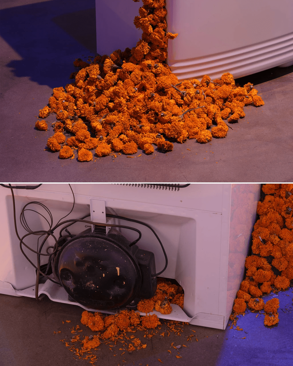 Two close up images of a refrigerator with a large amount of orange flowers bursting through its insides and scattering across the floor.