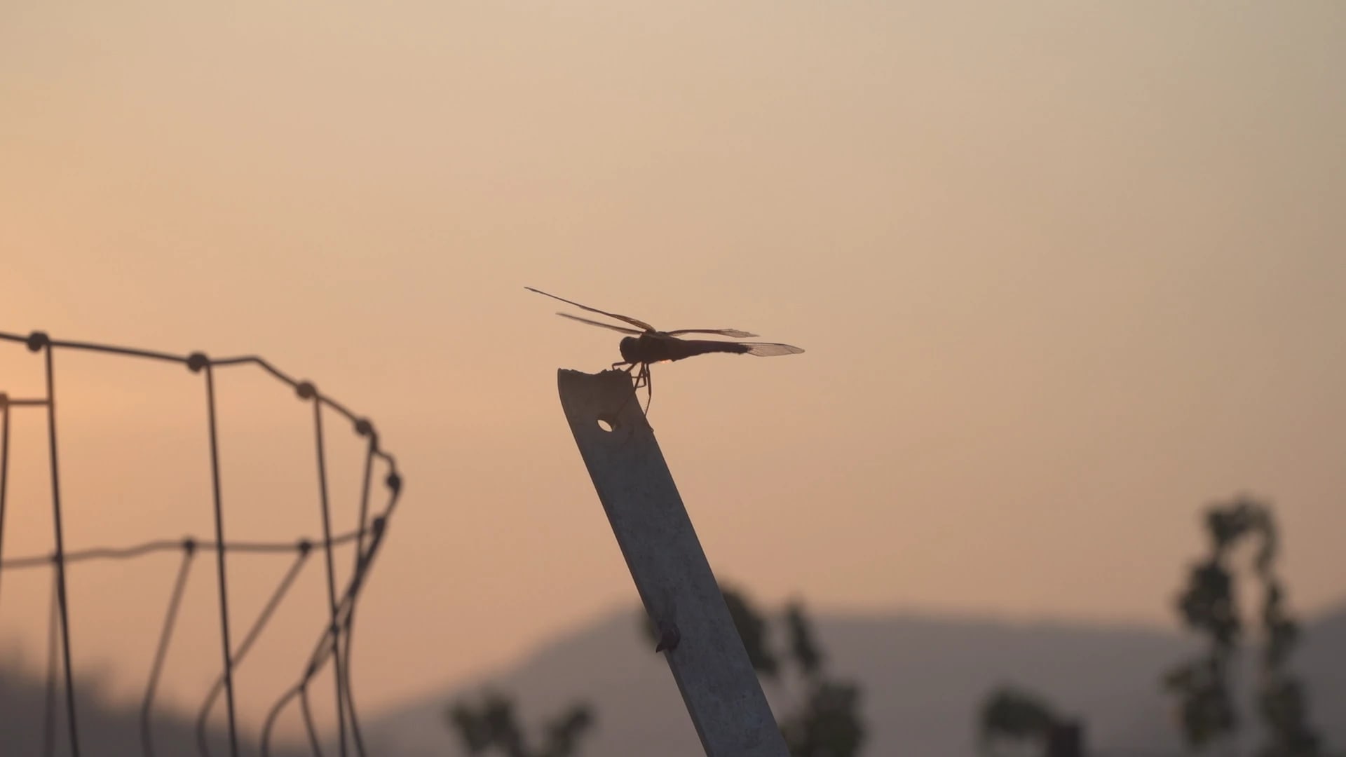A landscape photo in California, a dragonfly resting on a telephone pole, a red mountain in the distance and a sky red with fire.