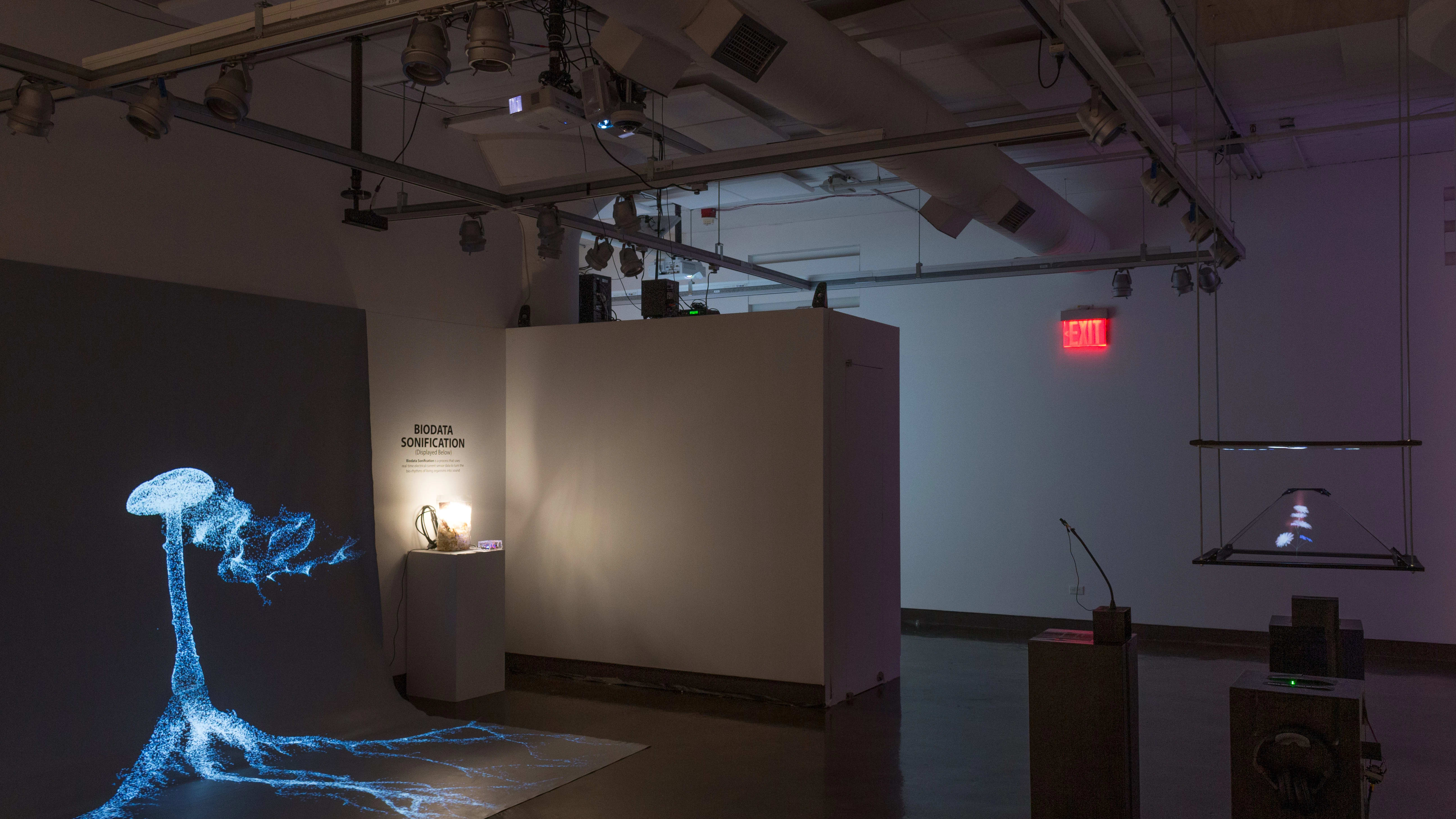 Installation image of a gallery alcove with a large projection of a mushroom to the left, and several pedestals with interactive projections in the foreground to the right.