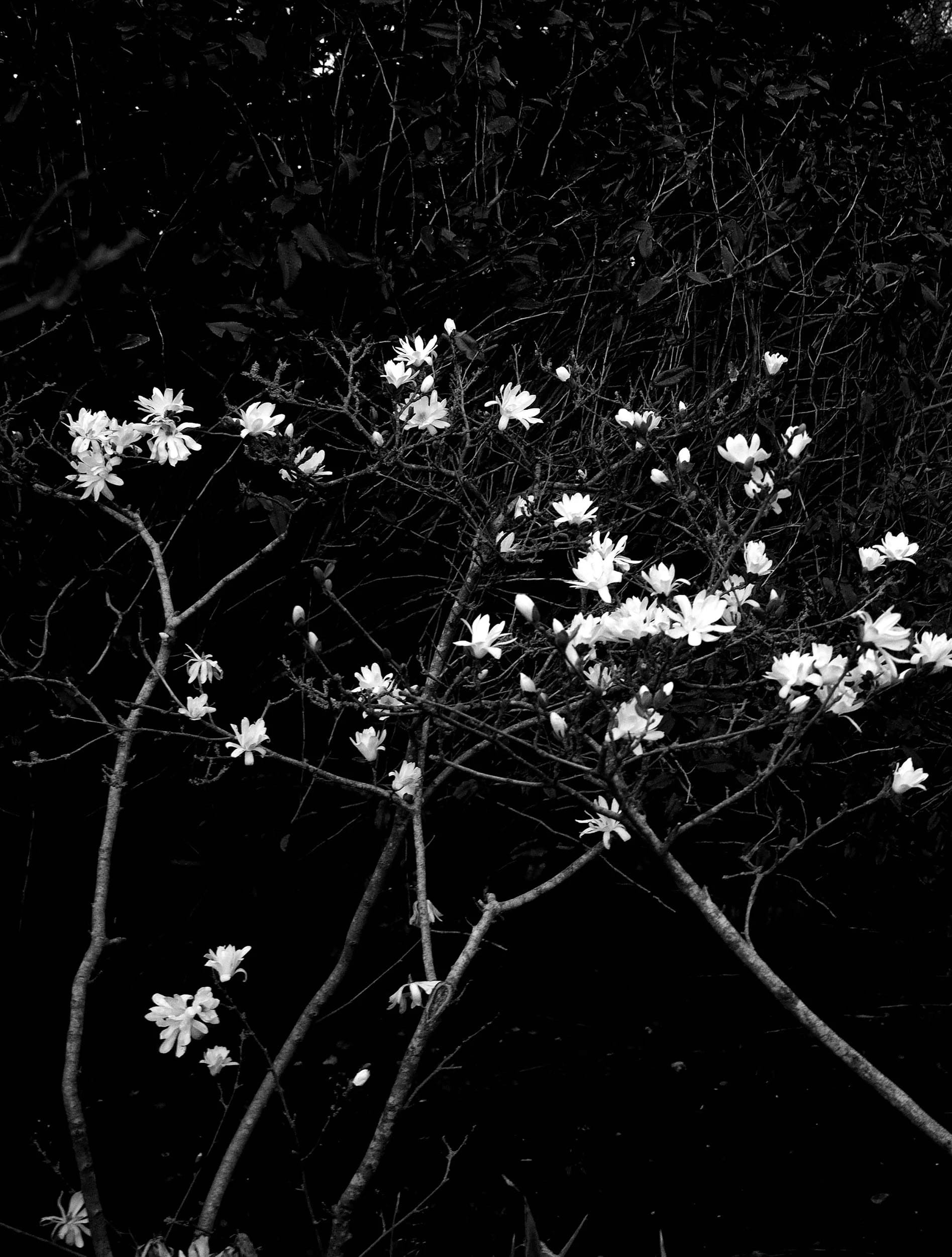 A black and white photograph of flowers blooming on a tree