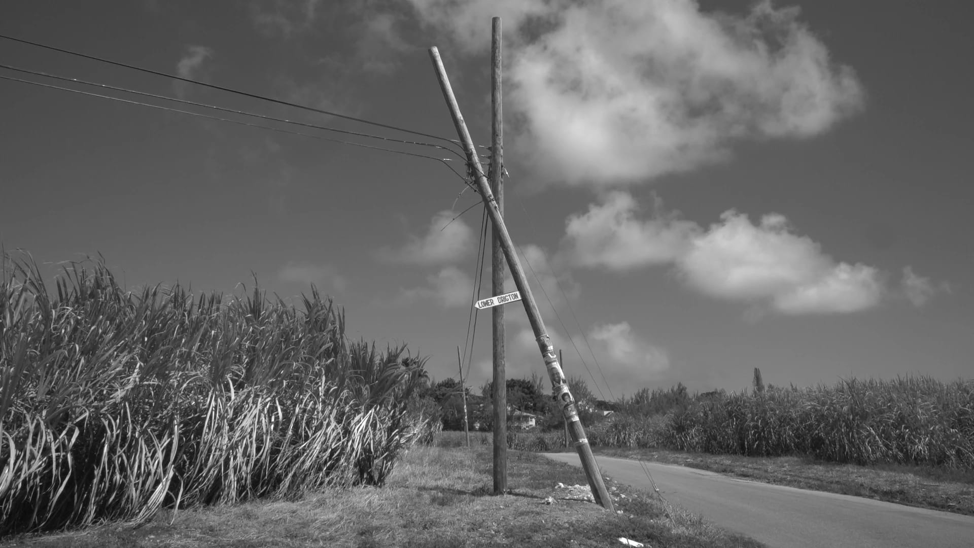 A black and white landscape photo in Barbados with two utility poles intertwined with each other and weeds next to them.