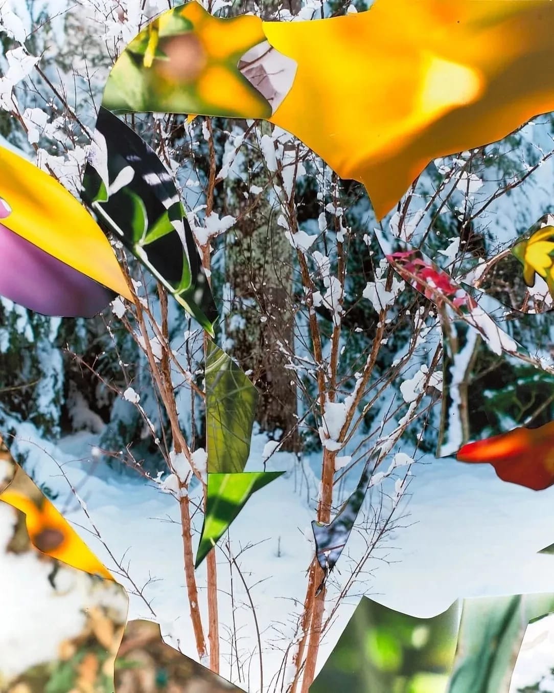 Superimposed photographic images of a landscape over several seasons.