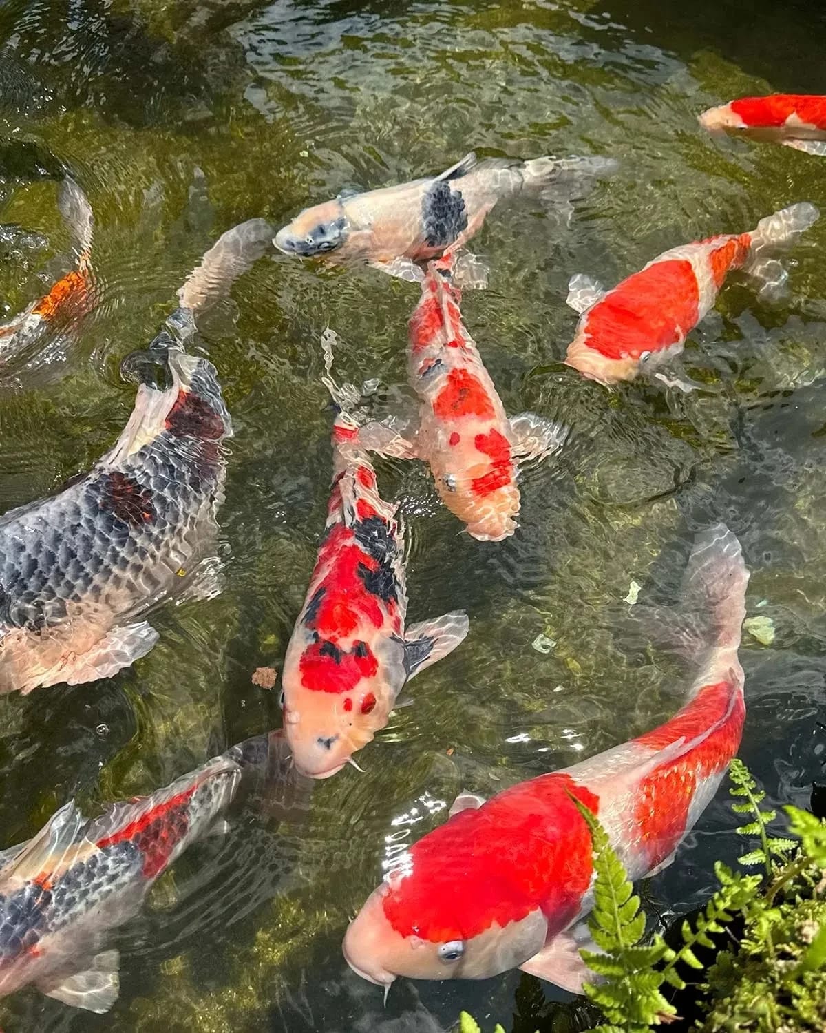 Bright and colorful Japanese koi fish swimming in a pond.