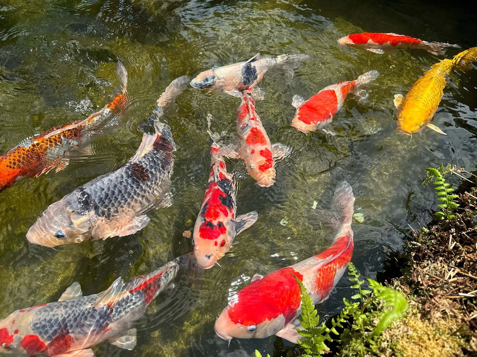 Bright and colorful Japanese koi fish swimming in a pond.