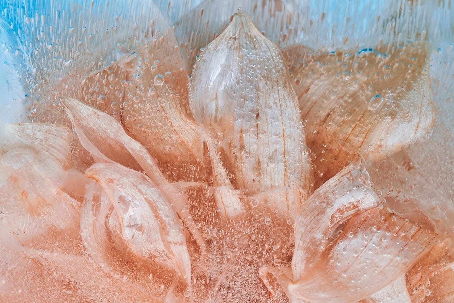 Image of a close up abstracted photo of a light orange flower submerged in ice.