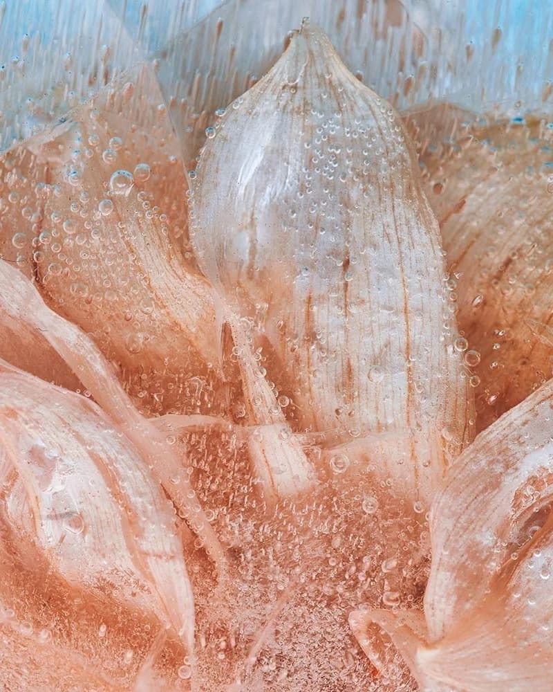 Image of a close up abstracted photo of a light orange flower submerged in ice.