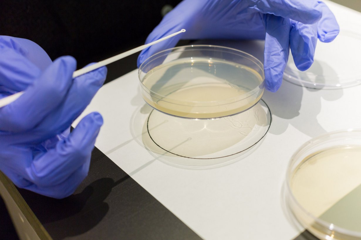 Agar Art Painting With Bacteria Workshop March 1 3 2018 Events